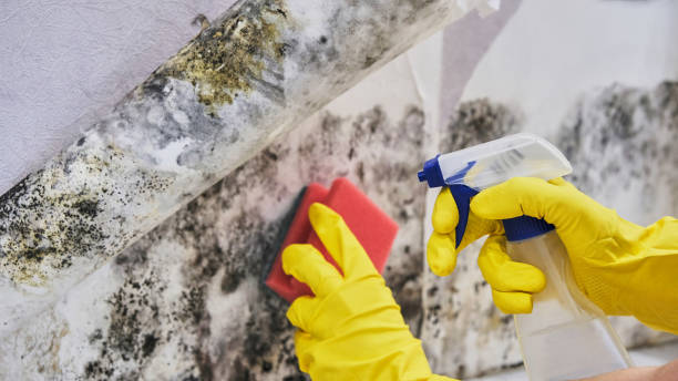 Best Mold Remediation for Specific Building Types in Denmark, WI